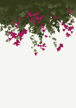 Bougainvillea flowers. Vector illustration isolated on white background.