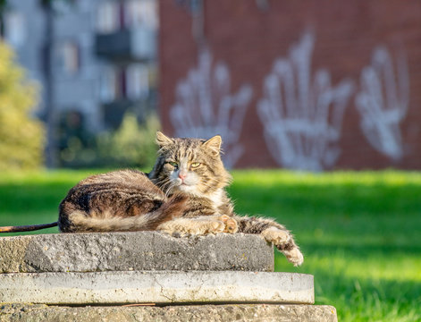 Gray cat resting in the park