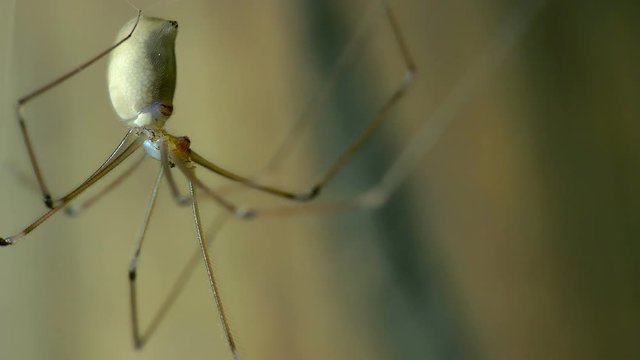 spider extreme close-up