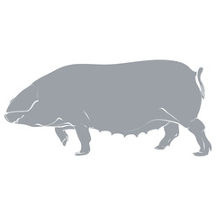 Template pig- gray.