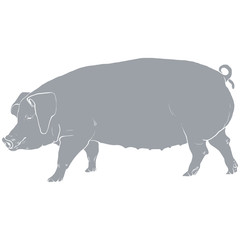 Template pig- gray.