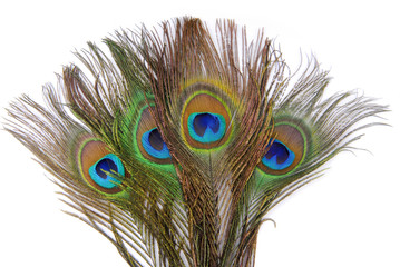 Obraz premium peacock feathers isolated on white