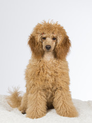 Poodle puppy portrait. Image taken in a studio.