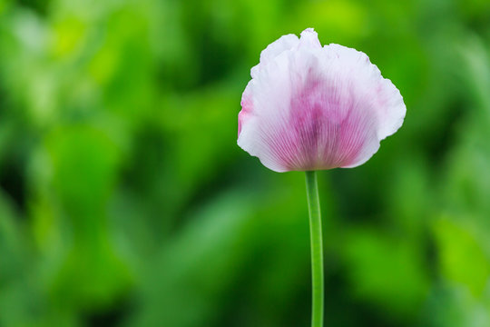 Mohnblume am Wegesrand