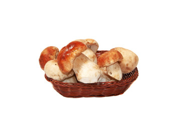 Mushrooms on a white background.