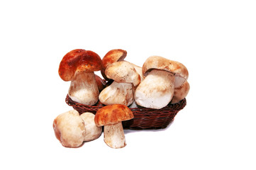 Mushrooms on a white background.