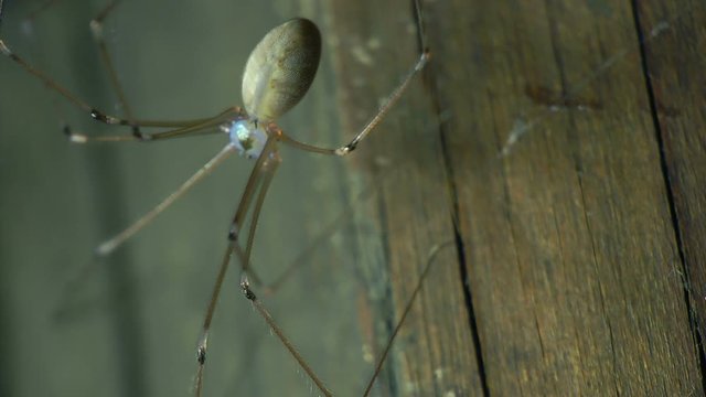 extreme close-up of a spider with blood pumping through her veins