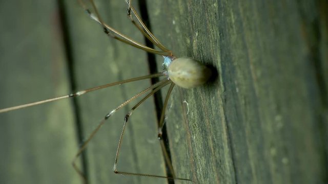 extreme close-up of a spider