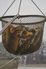 Fishing pond - sorting fish carp and other fish
