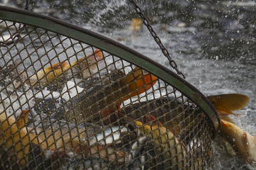 Fishing pond - sorting fish carp and other fish