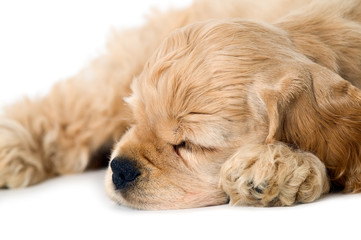Sleeping puppy dog