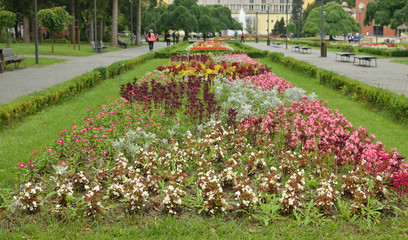 Flowers in a public park with passers in background