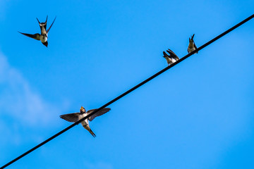 Schwalben kämpfen um den besten Platz auf der Stromleitung