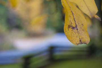 Obraz premium Autumn Colors