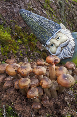Closeup of Gnome looking at mushrooms/Closeup of Gnome looking at a group of mushrooms emerging out of the ground with a few sparkles