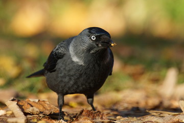 Kawka - Corvus monedula