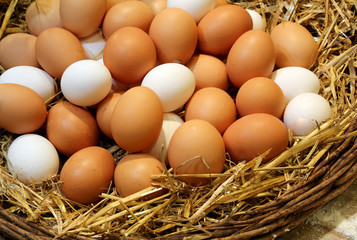 chicken eggs just collected in the henhouse
