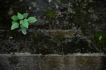 Green leaves on a stone wall