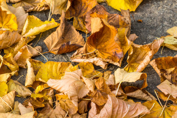 Dry leaves / dry leaves in autumn on the floor in a beautiful autumn forest background.