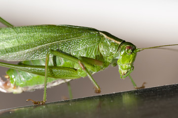 Fork Tailed Bush Katydid (Scudderia furcata)
