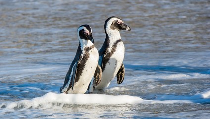 Fototapeta premium African penguin walk out of the ocean on the sandy beach. African penguin ( Spheniscus demersus) also known as the jackass penguin and black-footed penguin. Boulders colony. South Africa