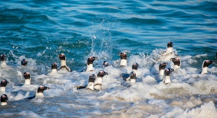 African penguins swim in the blue water of the ocean and foam of the surf.African penguin (Spheniscus demersus) also known as the jackass penguin and black-footed penguin.Boulders colony. South Africa