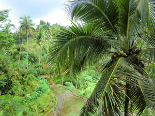 Palm tree with terraced rice fields in tropical Indonesian jungle