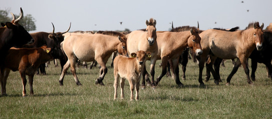 Aurochs calf and asian wild horses in the nature reserv in Hungary