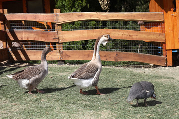 Geese at the poultry yard