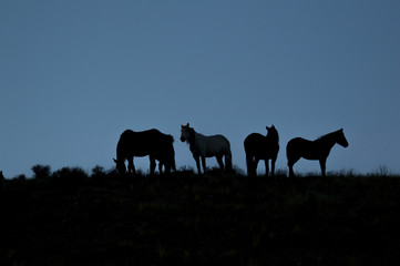 Fototapeta na wymiar Wild horses on the desert