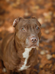 Portrait of a dog in the autumn forest