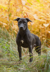 Black dog in yellow leaves