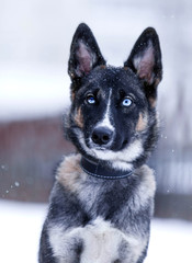 Dog with beautiful eyes on a winter walk