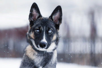 Dog with beautiful eyes on a winter walk