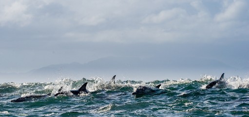 Dolphins, swimming in the ocean