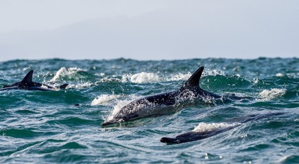 Fototapeta premium Dolphins, swimming in the ocean