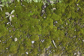 Moss soil field