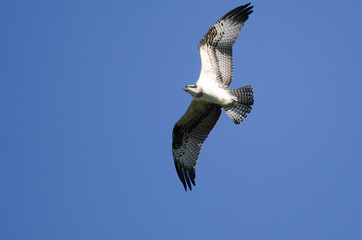 Osprey Flying in a Blue Sky