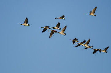 Flock of Canada Geese Flying in a Blue Sky