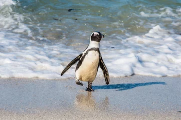 Poster African penguins walk out of the ocean on the sandy beach. African penguin ( Spheniscus demersus) also known as the jackass penguin and black-footed penguin. Boulders colony. Cape Town. South Africa © Uryadnikov Sergey