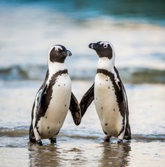 Afrikaanse pinguïn loopt uit de oceaan op het zandstrand. Afrikaanse pinguïn (Spheniscus demersus) ook bekend als de jackass-pinguïn en zwartvoetpinguïn. Kolonie van keien. Zuid-Afrika