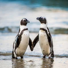 Foto auf Acrylglas Pinguin Afrikanischer Pinguin geht am Sandstrand aus dem Meer. Afrikanischer Pinguin (Spheniscus demersus) auch bekannt als Eselspinguin und Schwarzfußpinguin. Felsbrocken Kolonie. Südafrika