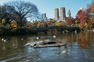 Fototapeta premium tortoise and ducks in the central park of New York