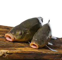 Tench - (Tinca tinca) on a table