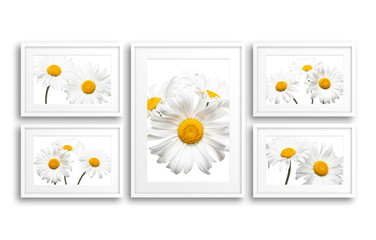 Collage of frames with beautiful daisies flowers pictures, interior decor mock up