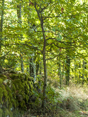 Fototapeta premium The forest in Spain