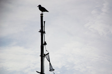 A seagull is watching the sea from the top of a boat. Shot taken in Hastings, England.