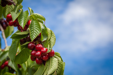 Bunch of ripe and delicious red cherris hanging on tree branch with blurred sky in the background