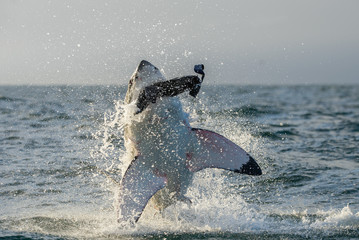 Fototapeta premium Great White Shark (Carcharodon carcharias) breaching in an attac