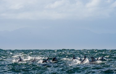 Dolphins, swimming in the ocean